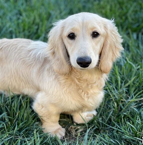 english cream dachshund precio